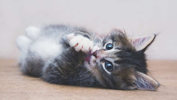Health Problems You Can Get From Your Pet: Cats